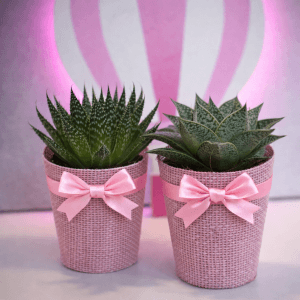 Spring Blossom