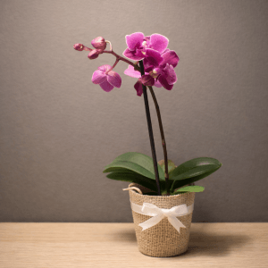 Flower Dawn